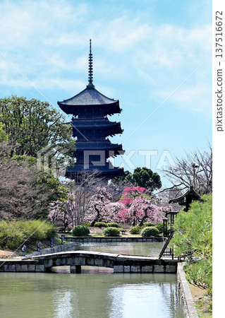 京都東寺的梅花 137516672