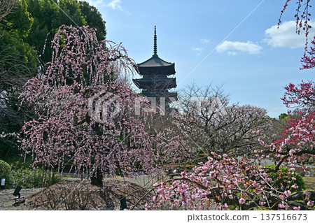 Plum blossoms at Toji Temple, Kyoto Plum blossoms at Toji Temple, Kyoto 137516673