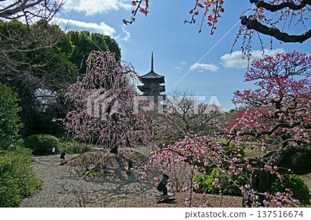京都東寺的梅花 京都東寺的梅花 137516674