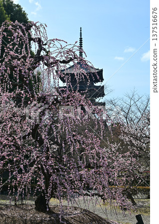 Plum blossoms at Toji Temple, Kyoto Plum blossoms at Toji Temple, Kyoto 137516676