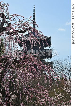 京都東寺的梅花 137516677