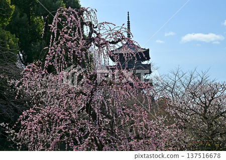 京都東寺的梅花 京都東寺的梅花 137516678