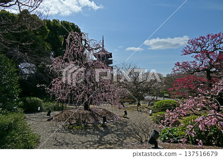 京都東寺的梅花 137516679