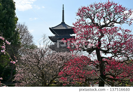 京都東寺的梅花 137516680