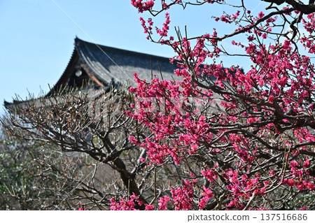 京都東寺的梅花 137516686