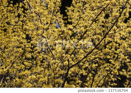 Ibaraki Flower Park 137516704