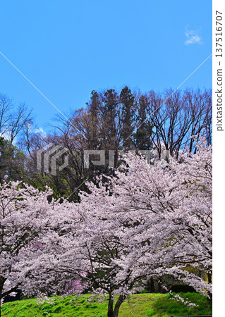 群馬縣水上町八瀨遺址的櫻花盛開 群馬縣水上町八瀨遺址的櫻花盛開 137516707