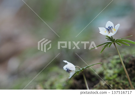 春仙子節分草花 137516717