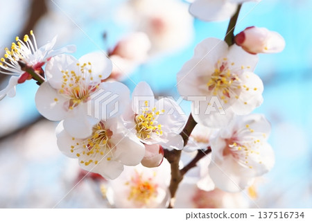 Blue sky and plum blossoms in early spring Blue sky and plum blossoms in early spring 137516734
