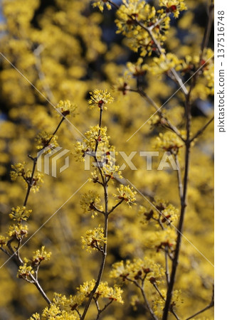 Ibaraki Flower Park 137516748