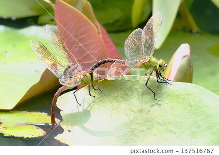 Tandem white-tailed dragonfly 137516767