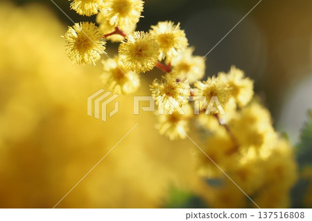 可愛的圓形含羞草花 可愛的圓形含羞草花 137516808