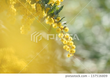 圓潤蓬鬆的含羞草花 圓潤蓬鬆的含羞草花 137516809