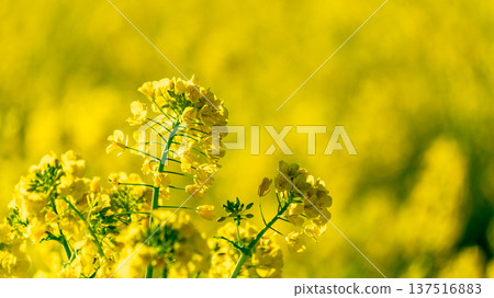 Spring rape Spring rape 137516883