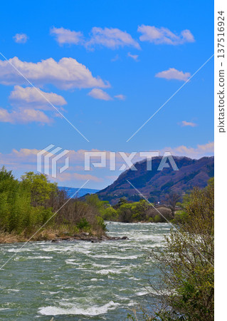 在八瀨遺址附近，櫻花盛開的季節裡，雪水融化匯入利根川的湍急河段，形成壯觀的景象。 137516924