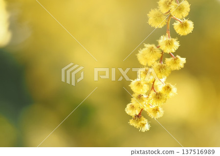 Round and fluffy mimosa flowers 137516989