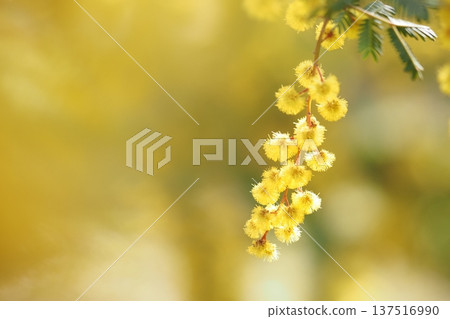 Round and fluffy mimosa flowers 137516990