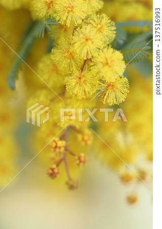 圓潤蓬鬆的含羞草花的特寫 137516993