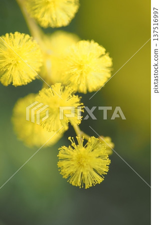 圓潤蓬鬆的含羞草花的特寫 137516997