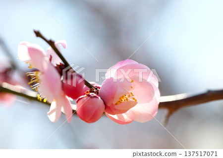 早春盛開的梅花 137517071
