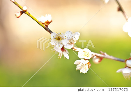 早春盛開的梅花 137517073