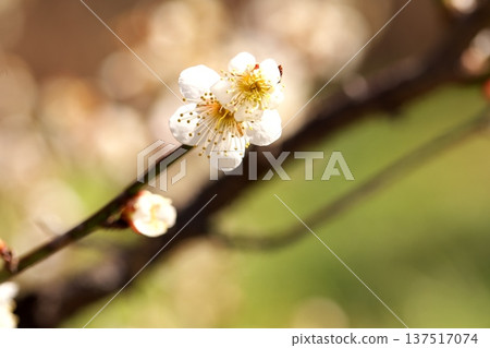 早春盛開的梅花 137517074