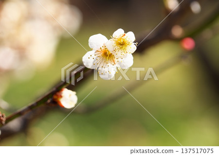 早春盛開的梅花 137517075