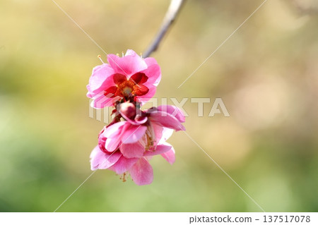 早春盛開的梅花 137517078