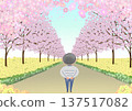 An illustration of a man gazing at a road lined with cherry blossoms in full bloom and rape blossoms 137517082