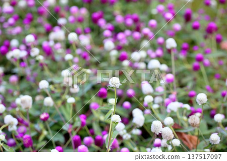 Refreshing Globetrotter Flowers Refreshing Globetrotter Flowers 137517097