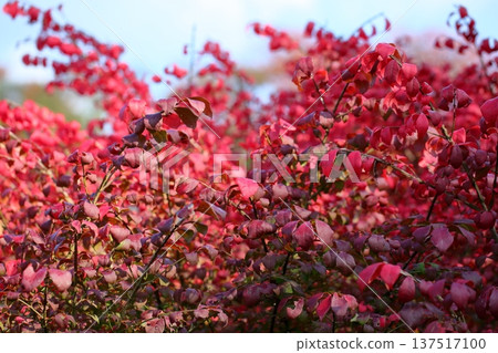 Komuyumi秋葉 137517100