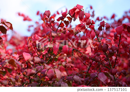 Komuyumi autumn leaves Komuyumi autumn leaves 137517101