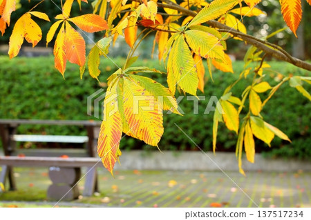 彩色七葉樹葉 137517234
