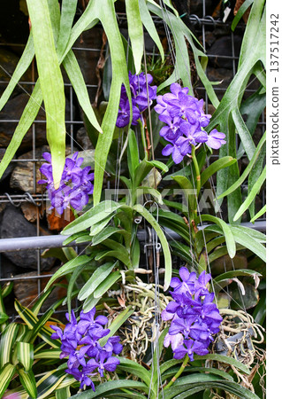 Vandachostylis Prapawan 137517242