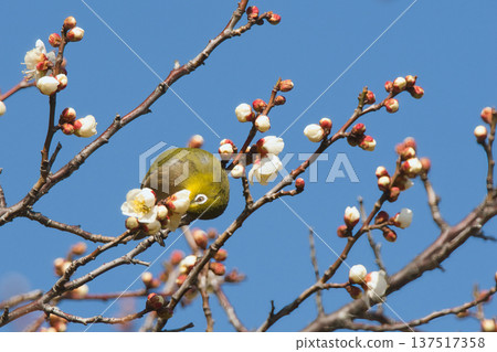 Mejiro吮吸梅花的蜂蜜 Mejiro吮吸梅花的蜂蜜 137517358