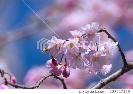 受歡快的春天的邀請 137517359