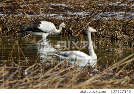 Storks foraging near water Storks foraging near water 137517540