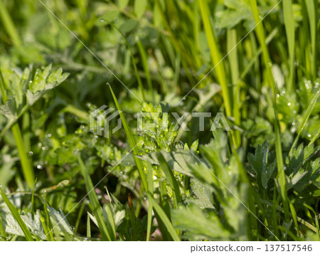Plants in the field wet with morning dew 137517546