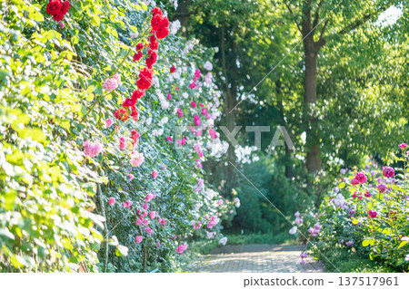 A rose garden in full bloom - Spring and autumn images 137517961