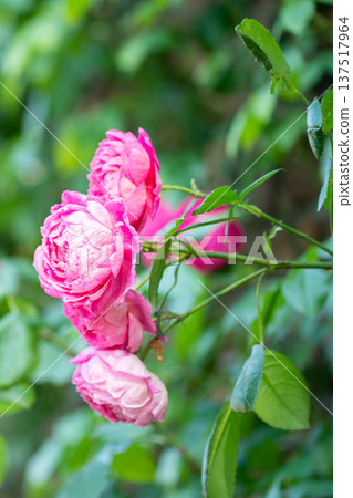 A rose garden in full bloom - Spring and autumn images A rose garden in full bloom - Spring and autumn images 137517964