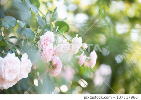 A rose garden in full bloom - Spring and autumn images 137517966