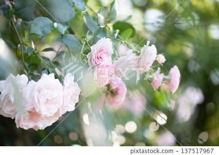 A rose garden in full bloom - Spring and autumn images 137517967