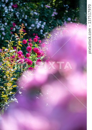 A rose garden in full bloom - Spring and autumn images 137517970