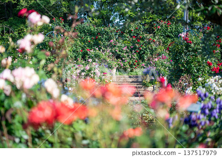 A rose garden in full bloom - Spring and autumn images 137517979