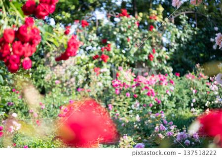 A rose garden in full bloom - Spring and autumn images A rose garden in full bloom - Spring and autumn images 137518222