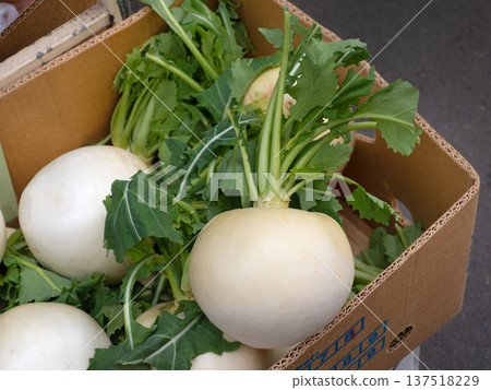 帶葉的大白蘿蔔 137518229