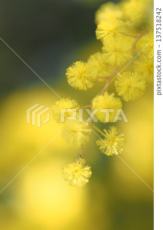 Mimosa flower close-up 137518242