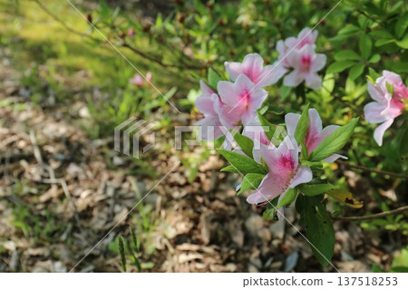 White and pink flowers 137518253