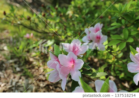 白色和粉紅色的花朵 137518254