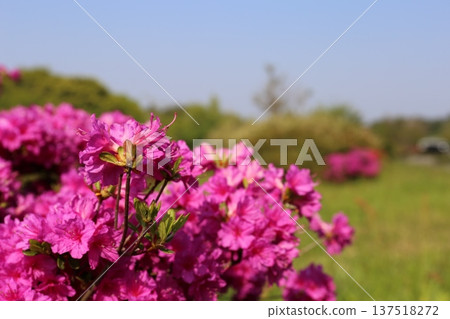 開花的杜鵑花 開花的杜鵑花 137518272